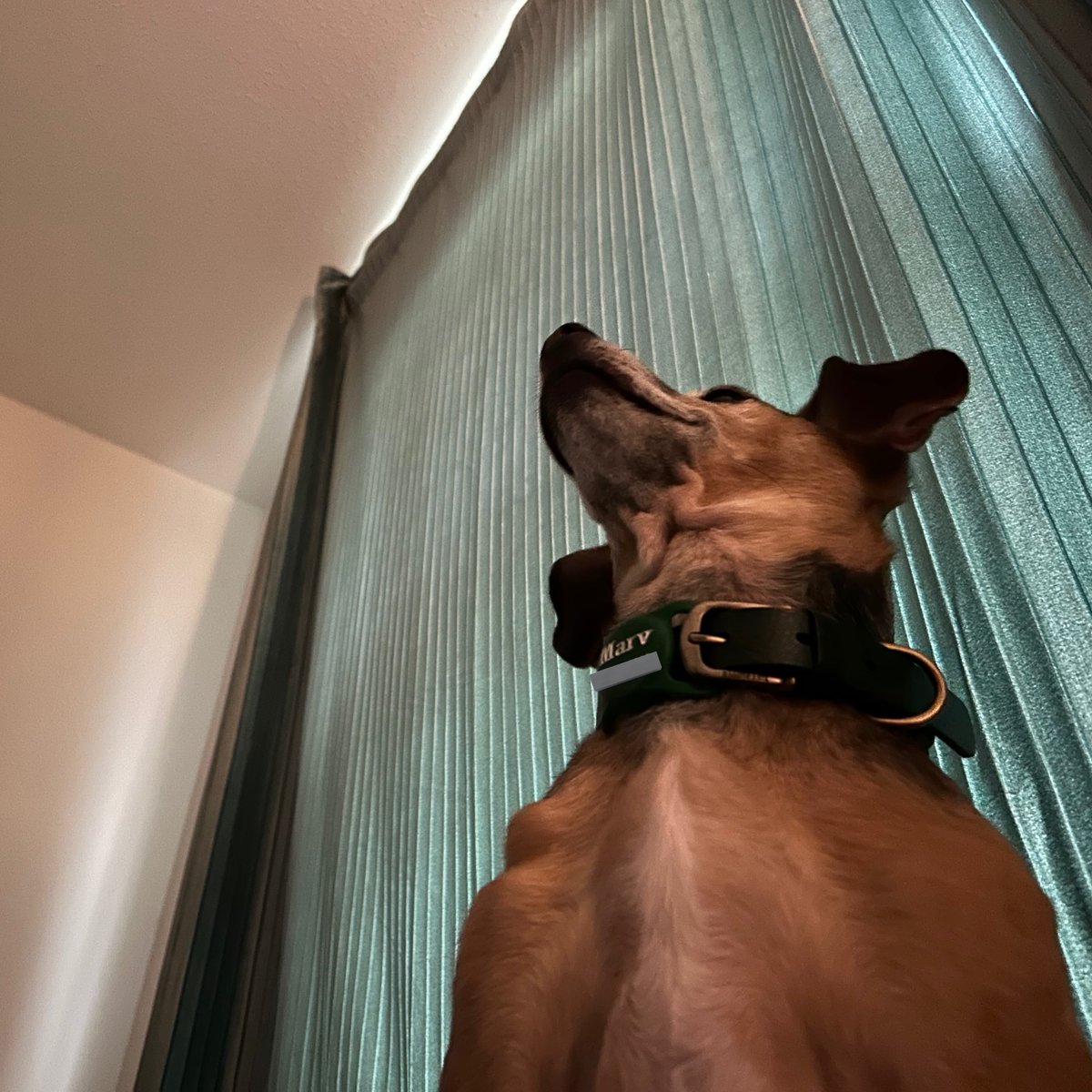 daisy “dan goose” tackett tweet media