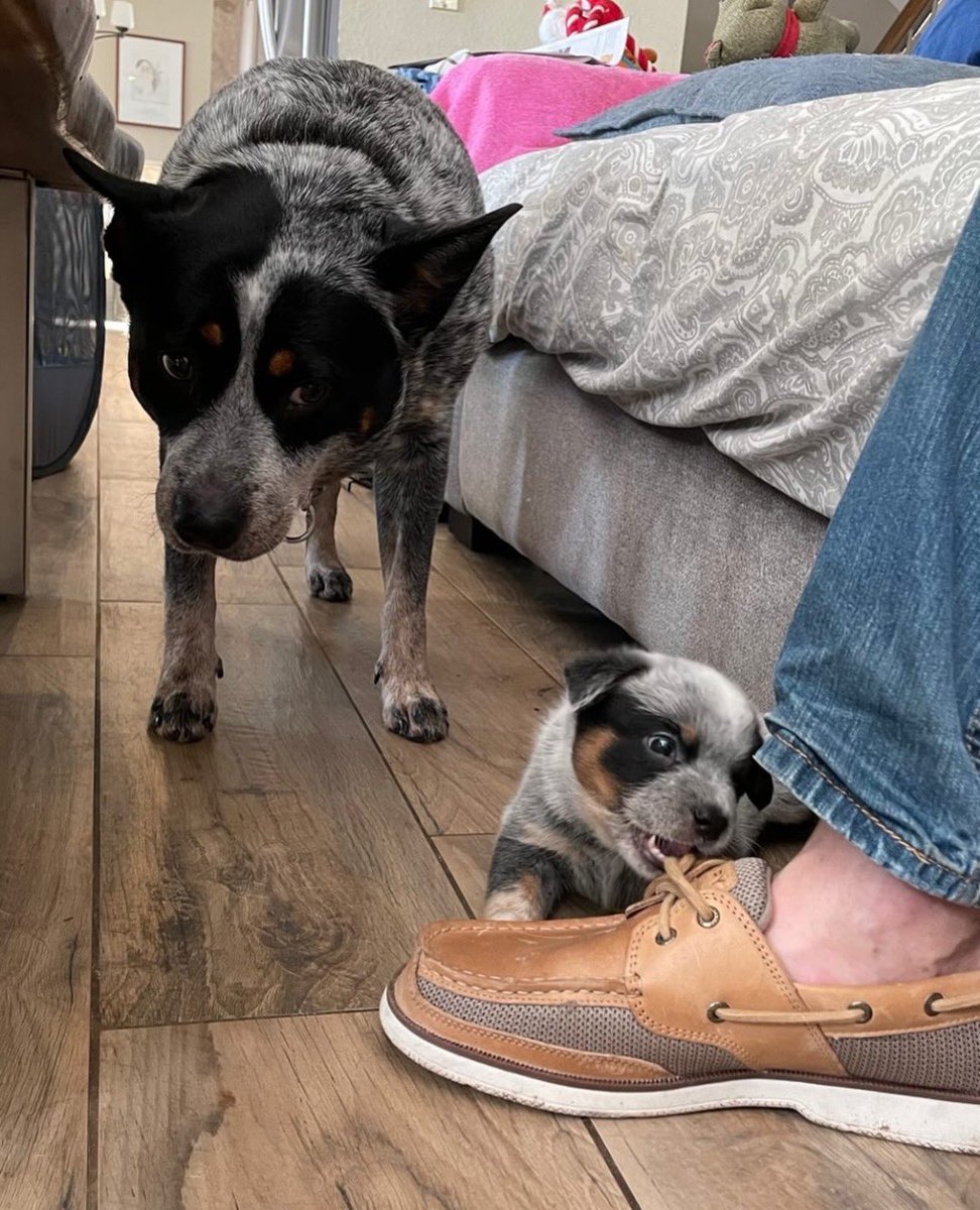 dog_rates's tweet image. This is Ziggy. She already told her son Zeus to stop doing that with your shoe, but he won't stop. Not sure what to do now. 12/10 requesting backpup