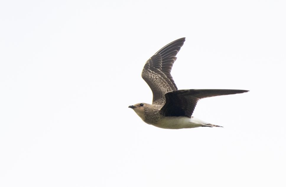 Lielisks novērojums Nīcas novadā! Atis Ļahs un Edgars Smislovs fiksējuši retu viesi – melnspārnu bezdelīgtārtiņu (Glareola nordmanni). Putns novērots, barojoties kopā ar svīrēm.
