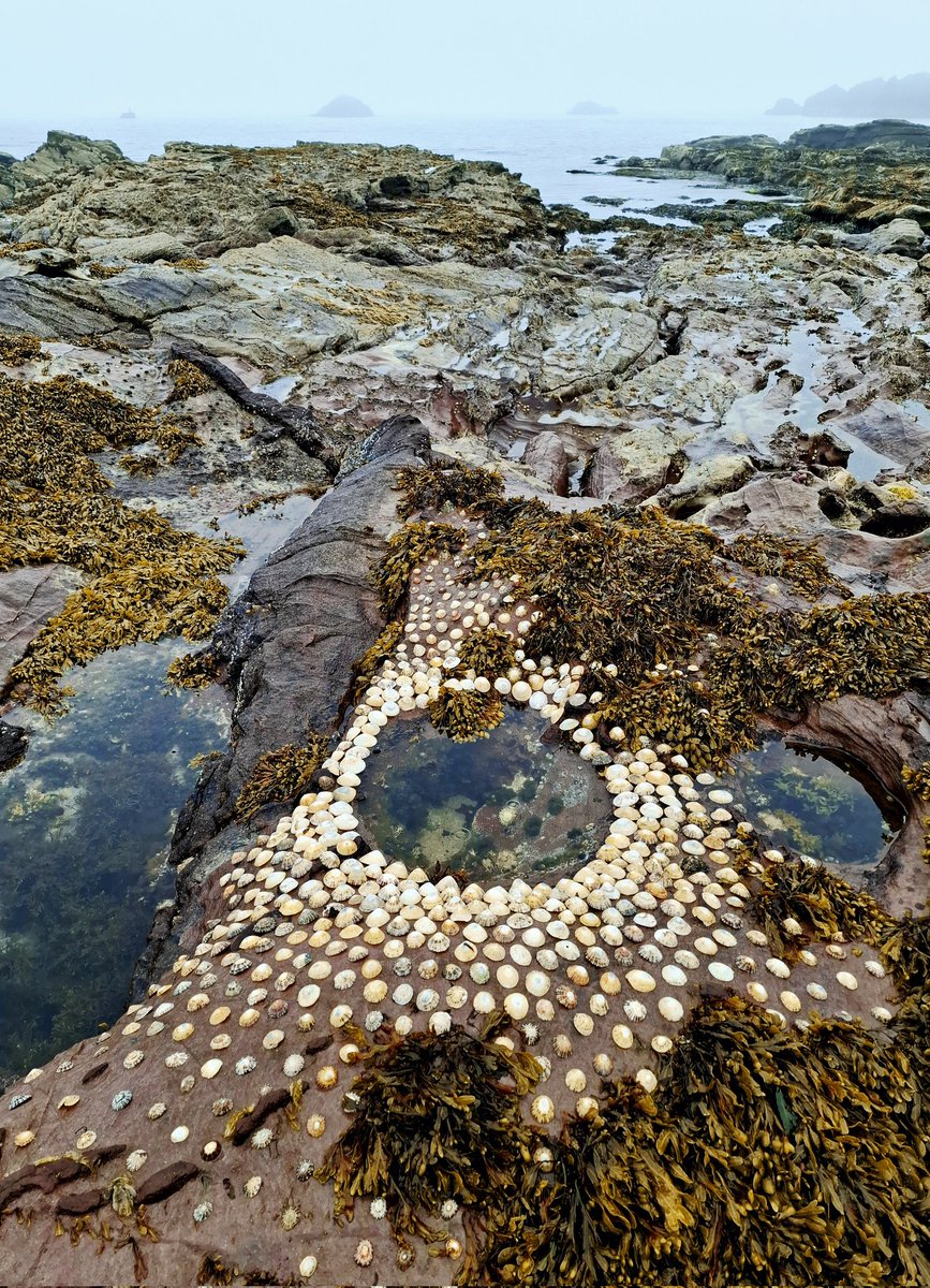 TimPughArtist's tweet photo. Limpet Pool.
Belhaven Beach,Dunbar,East Lothian,Scotland. Created for the fabulous European Land Art Festival ❤️. #elaf #festival #shells #belhavenbeach #eastlothian #environmentalart #sitespecific #temporary https://t.co/H6n5LHWrPk