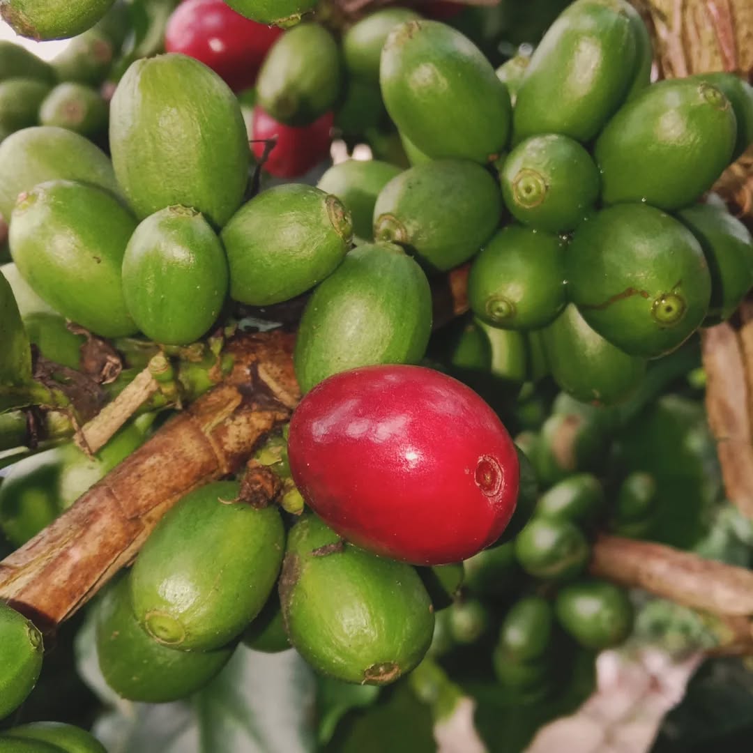 Maduración en #Julio🤔🙆
Atípico no lo es, ya que son frutos de floraciones del #cafe que se dan de forma muy prematura, lo que ocasiona que tengamos frutos maduros dispersos durante meses previos al inicio del ciclo de cosecha del café.

#CafeCasin #JuntosEsMejor