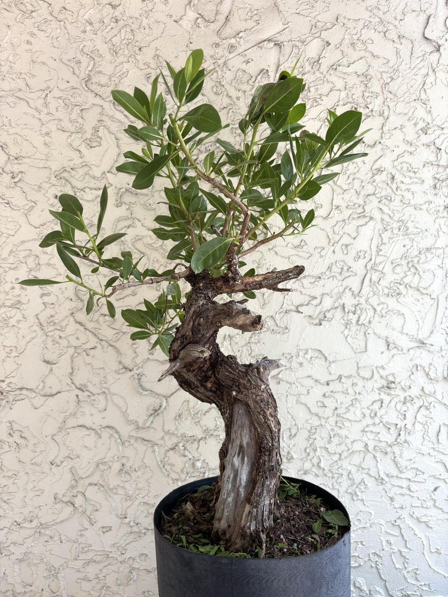 Emblem Bonsai tweet media