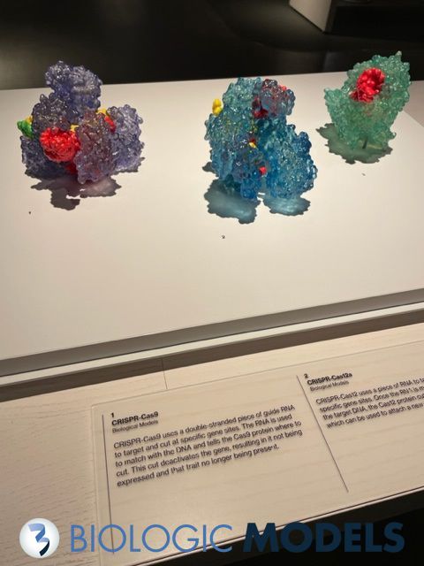 BiologicModels's tweet image. A customer was touring the MIT Museum and saw our CRISPR and AAV models on display. Love having Biologic Models in museums. If you have a protein dataset you&apos;d like to #3Dprint, send us a request at buff.ly/u0ml0cB