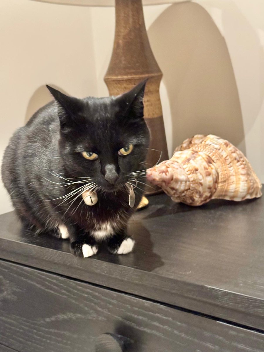 thespy_harriet's tweet image. Everybody acting all impressed about “sea shell”. I can also make noises into your ear. Louder ones