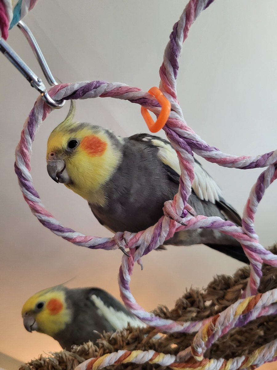 PepperNPals's tweet image. Prince Pierogi and King Cookie will soon be joined by a third member of their royal court!