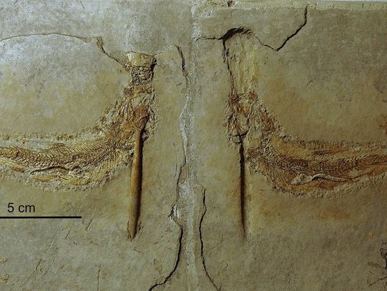 FDinosaurios's tweet image. Analizan cientos de fósiles del Jurásico y descubren que todos murieron de la misma (extraña) manera (@elconfidencial @SciReports)
Los ejemplares fueron encontrados en el sur de Alemania. Los investigadores calificaron lo ocurrido como "un error letal".
n9.cl/0z50p2