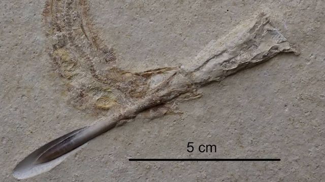 FDinosaurios's tweet image. Analizan cientos de fósiles del Jurásico y descubren que todos murieron de la misma (extraña) manera (@elconfidencial @SciReports)
Los ejemplares fueron encontrados en el sur de Alemania. Los investigadores calificaron lo ocurrido como "un error letal".
n9.cl/0z50p2