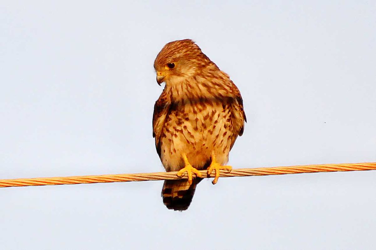 MrSteveyJames's tweet image. Nice to catch this lovely Kestrel hunting over the fields at our farm #Chesterfield #Derbyshire in the last of the setting sun last week #TwitterNatureCommunity #TwitterNaturePhotography @Derbyshirebirds @DerbysWildlife @NatureUK @BBCSpringwatch @shefbirdstudy @Natures_Voice