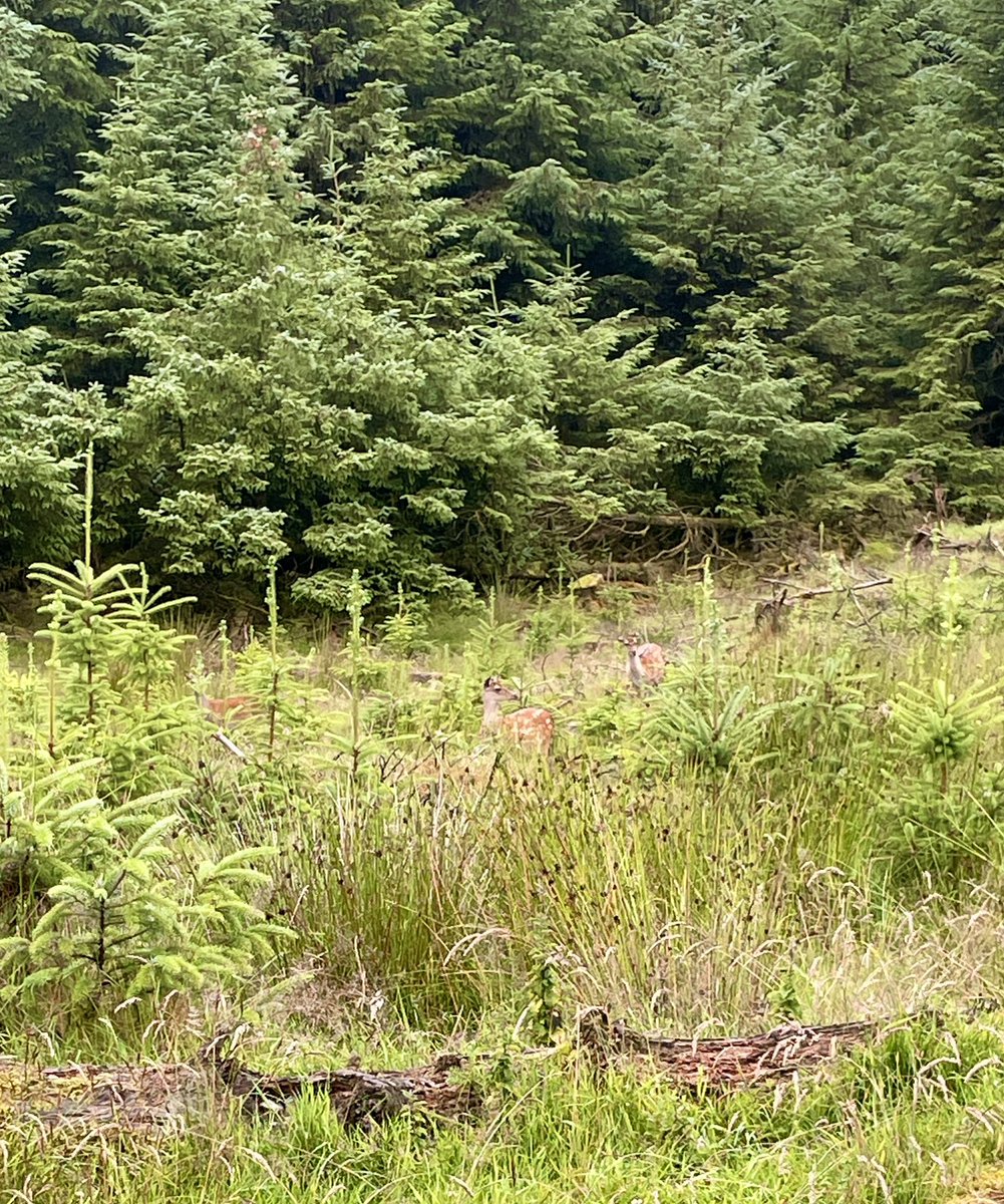 conorsclips's tweet image. I had heard that there had been a deer cull in and around Slievethoul so I had avoided the place for a while.
However, this evening ….
#Conor #Darragh #Carla 🥰🥰🥰