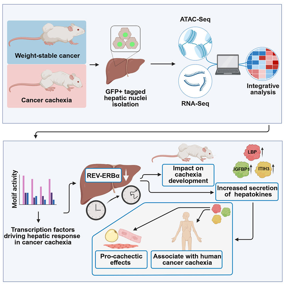 Fascinating &amp; important <a href="/CellCellPress/">Cell</a> paper from <a href="/HelmholtzMunich/">Helmholtz Munich | @HelmholtzMunich</a> 
Functional liver genomics identifies hepatokines promoting wasting in cancer cachexia
cell.com/cell/fulltext/…
A study that links deregulation of the hepatic circadian clock with peripheral tissue wasting.