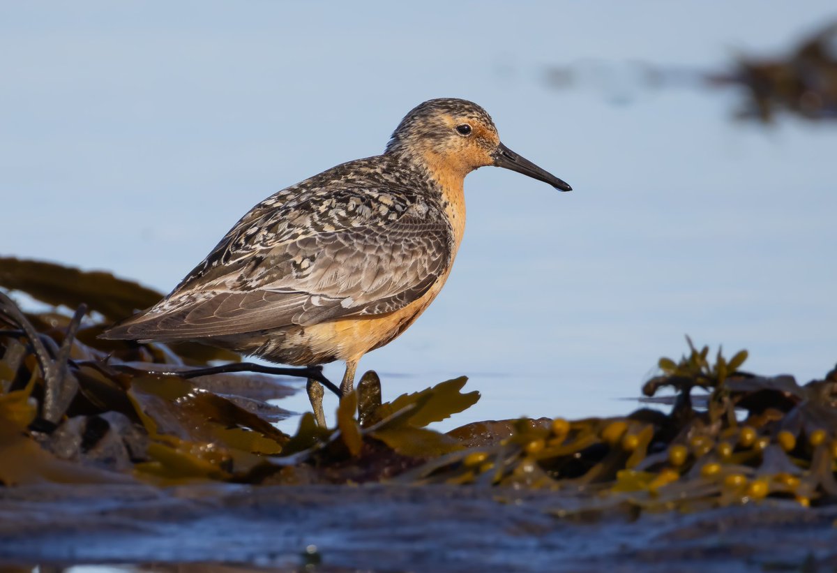 Always good to see the Red Knot returning to the beach at Newbiggin.