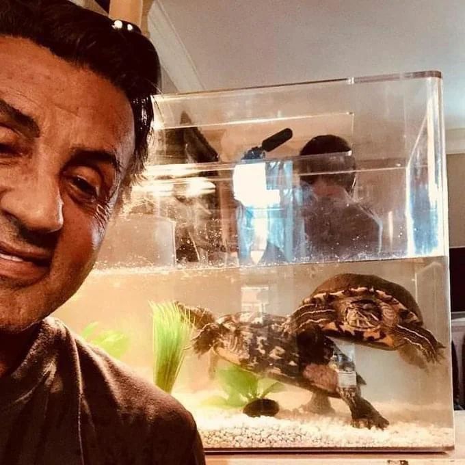 PicturesFoIder's tweet image. Sylvester Stallone still has the turtles from Rocky. They are 49 years old.