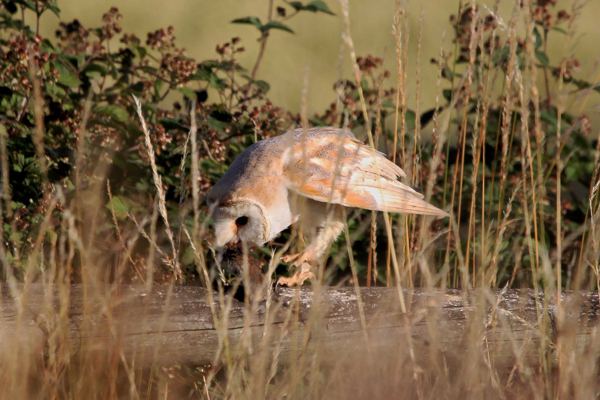 MrSteveyJames's tweet image. Nice to see a Barn Owl hunting over the fields at our farm, #Chesterfield #Derbyshire early morning last week #TwitterNatureCommunity #TwitterNaturePhotography @Derbyshirebirds @DerbysWildlife @NatureUK @BBCSpringwatch @shefbirdstudy @Natures_Voice @BarnOwlCentre @BarnOwlTrust