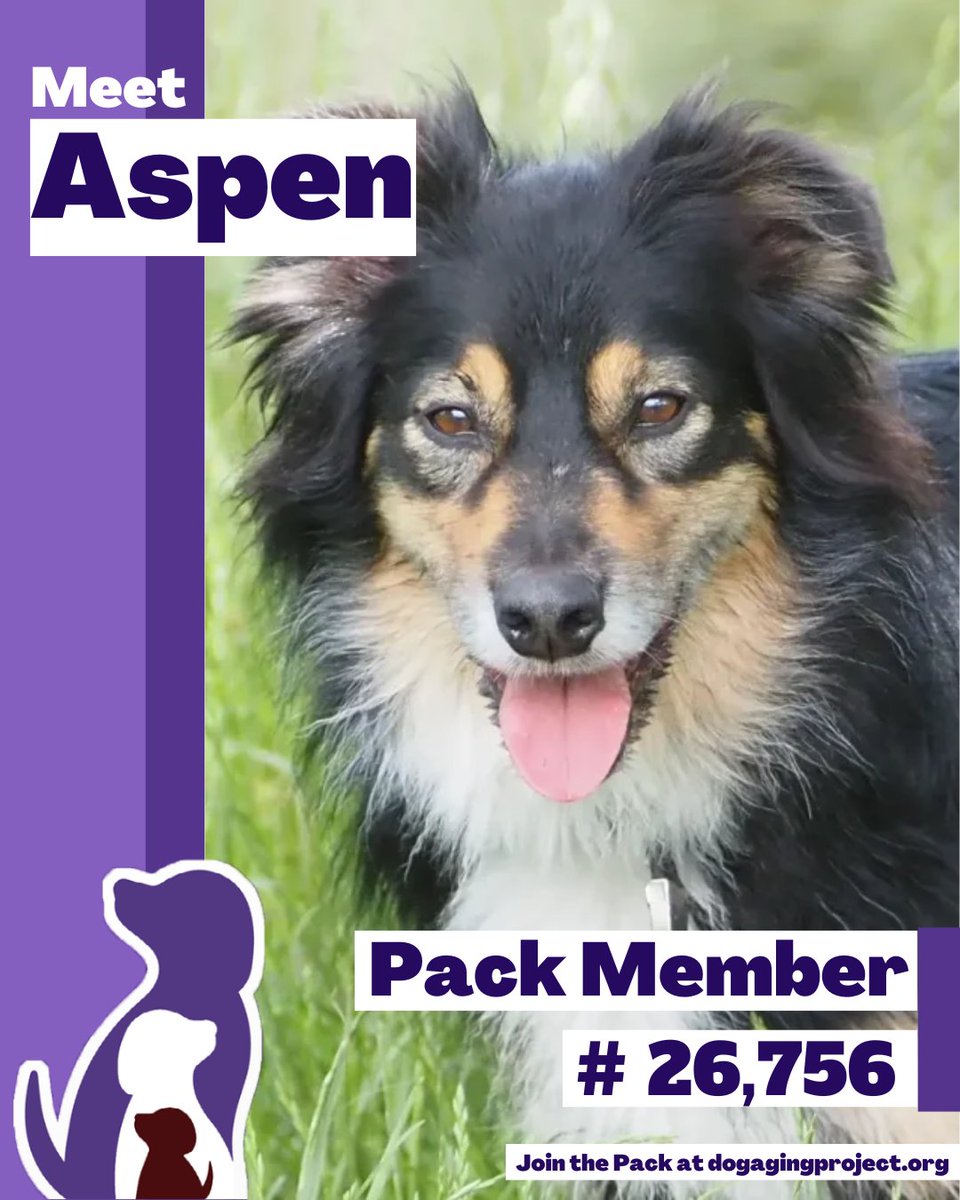 DogAgingProject's tweet image. Want to help dogs live longer, healthier lives? Join the Dog Aging Project Pack at dogagingproject.org!
🐾 Together, we can help dogs live longer, healthier lives.
#PackSpotlight #Dogs #CommunityScience #DogScience #WorldCollieDay