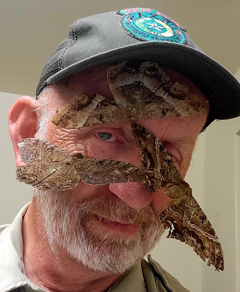 TPWDparks's tweet image. This face card never denies 💅
It’s #NationalMothWeek, and we’re giving love to one of nature’s most underrated pollinators.
Moths fertilize plants, feed wildlife, and keep ecosystems buzzing - mostly while we sleep. 🌱
📸 Estero Llano Grande SP
🔗 bit.ly/Texasmoths