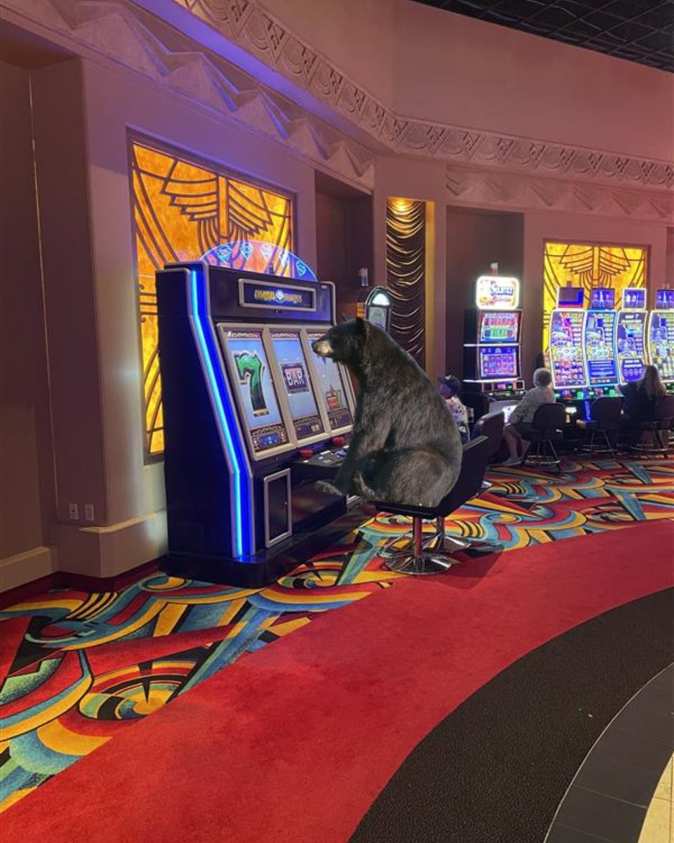 🚨PSA🚨
Confirmed Black Bear sighting in Hollywood Casino. Black Bears ARE a PROTECTED SPECIES in casinos. It's likely just wandering looking for slot machines, tables games, and appetizers as July is their typical gaming time.
Download the PENN Play App:  bit.ly/4ljelF9