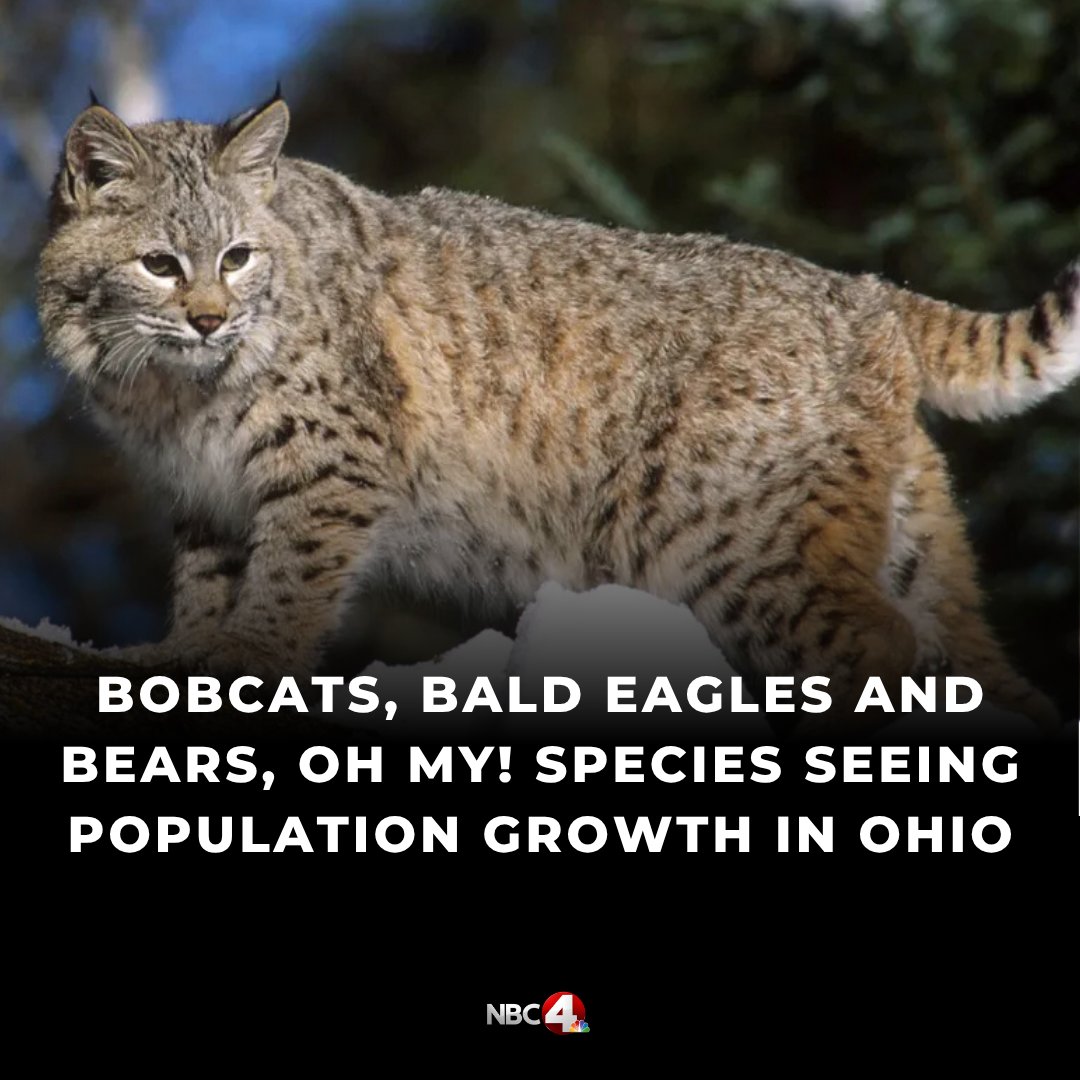 nbc4i's tweet image. A trio of species that were once a rare sight in Ohio are making a comeback. Bald eagles, bobcats and black bears are all seeing their populations rise in the Buckeye State. nbc4i.co/46RItD6?utm_me…