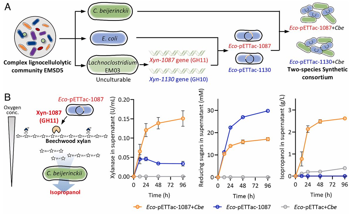 "a synthetic consortium by coculturing C. beijerinckii with an engineered E. coli strain expressing xylanase from an unculturable bacteria, enabling isopropanol production from hemicellulose without requiring anaerobic conditions."

pnas.org/doi/10.1073/pn…