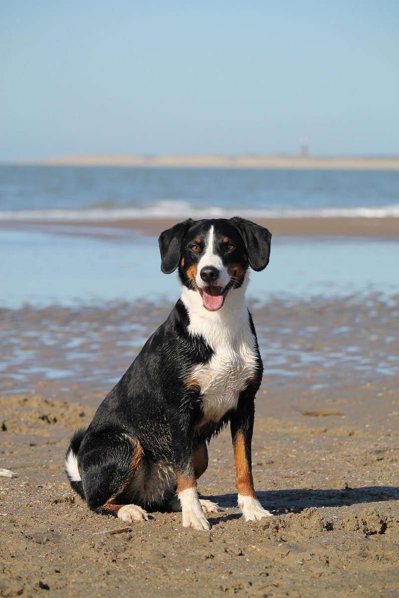 Good morning X-Friends…Happy Tuesday 🌷🍃☕️🌊💦🐕‍🦺🩵🤍🖤

#TuesdayMorning 🌷 #CoffeeTime ☕️ #DogsLover 🐶 #StayPositive 🩷 #PeaceAndLove 🕊️