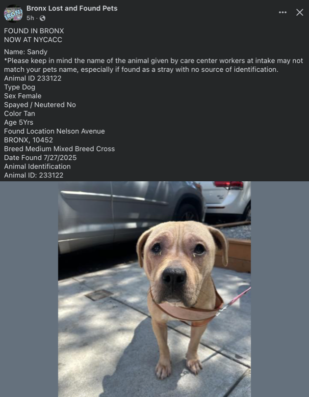 🔥Are you missing your dog?      
🚨Come on Bronx, secure your pets!  Found 7/27 on Nelson Avenue   ~ SHE IS CRYING!   
☎️Call NYCACC at 212-788-4000 and ask for dog by animal i.d. in picture.
posted by #TeamAnimalVoice networkers