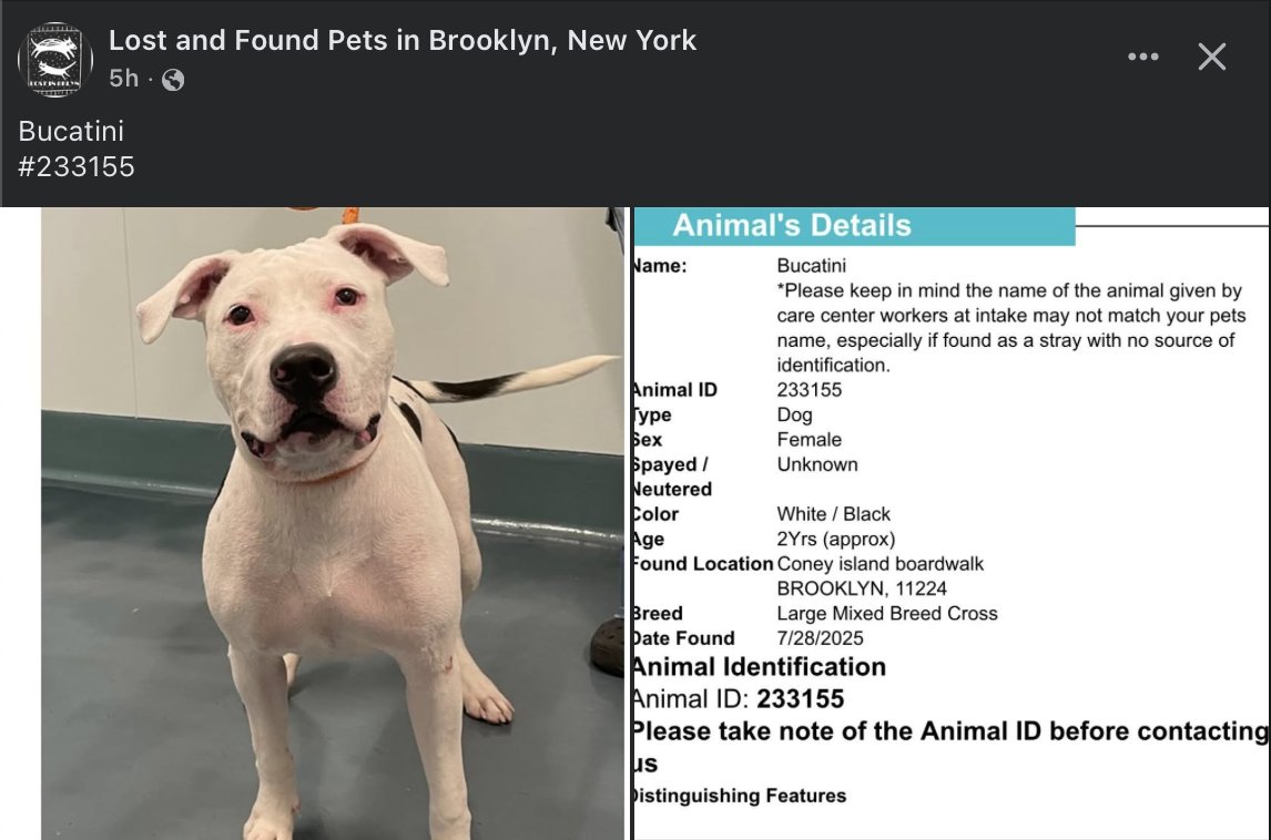 🔥Are you missing your dog?
🚨Come on Brooklyn, secure your pets!  Found 7/28 on Coney Island boardwalk!
☎️Call NYCACC at 212-788-4000 and ask for dog by animal i.d. in picture.
Posted by #TeamAnimalVoice networkers