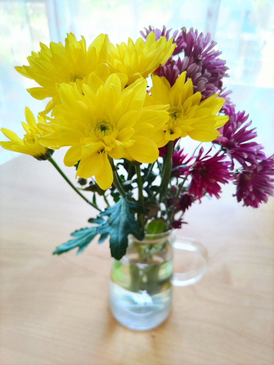 twinkle_iku's tweet image. 御仏壇にあげるとかではなくて、私の好きな花なので家に欠かさずいけてる菊の花。　毎日お水を交換して(交換したお水は花壇行き)いるからか半月咲いてくれてる。今日も菊の花きれいなぁ😌✨