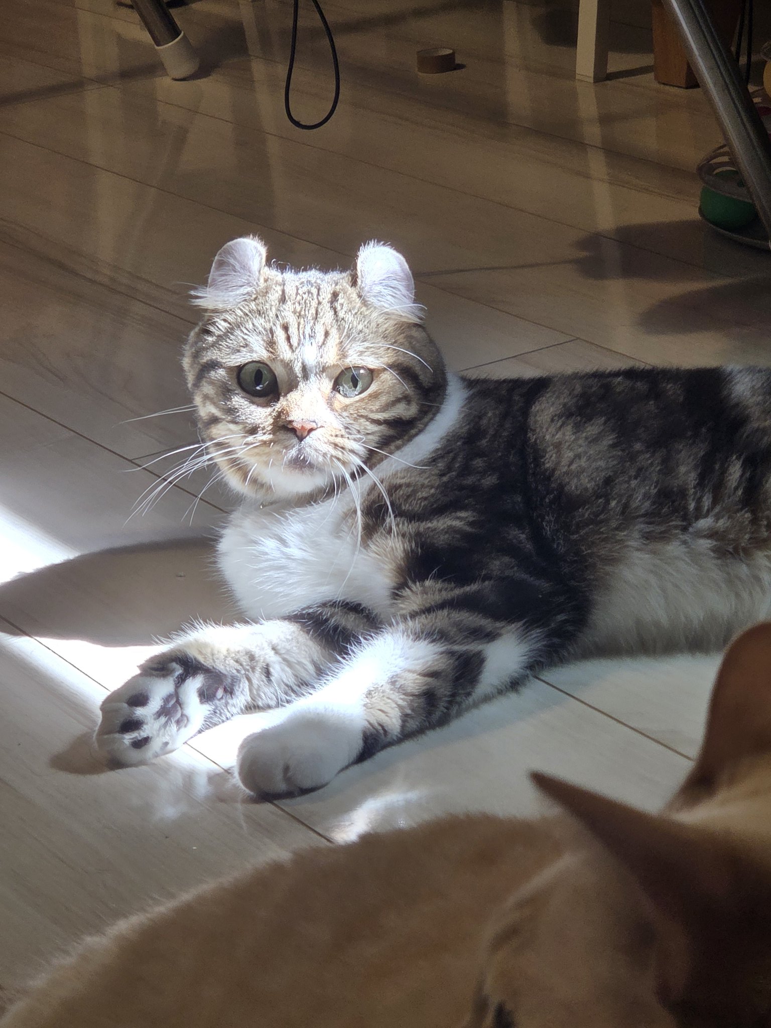 猫ページ໒꒱· ゜ 紫苑 on X: 