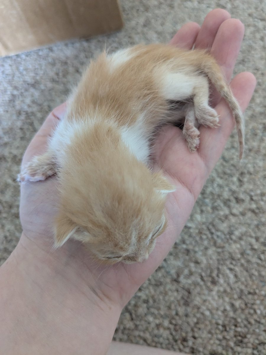 GleamyD's tweet image. Got introduced to this lil bab today.
