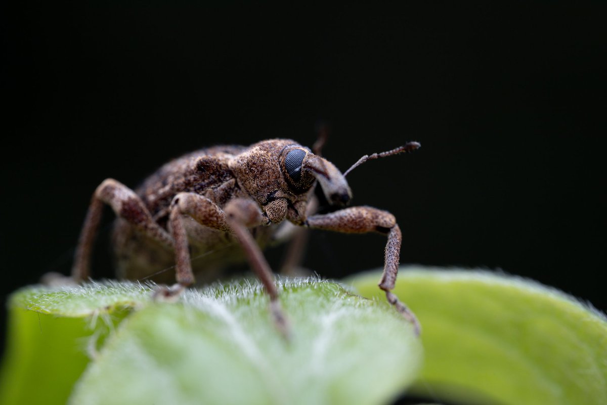 LionMacro's tweet photo. **Accesorios**
*Cámara: @canonmexicana EOS RP
*Lente: @astrhori 25mm f2.8 2x-5x
*Flash Godox TT52011
*Difusorx Guage Hoof Cover
*Cuenta IG: @LionMacro

#naturaleza
#macro
#astrhori
#EosRp
#canonRp
#natgeo
#macrofotografía
#natgeolatam
#canonmx
#nature
#macro
#photography
#insect https://t.co/FkgVWTN123