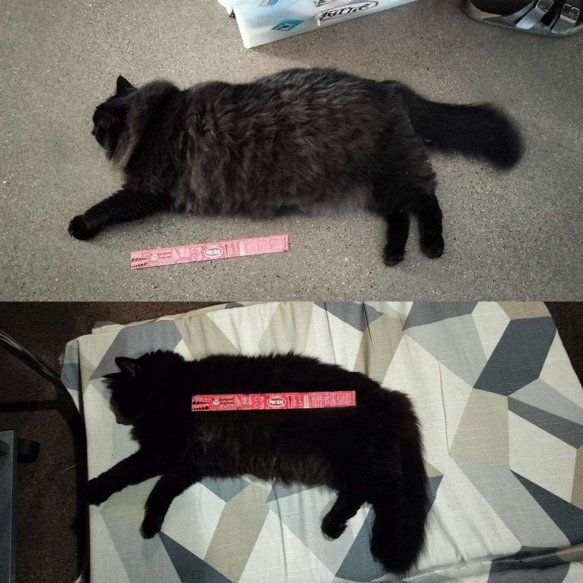 postpunkmmma's tweet image. Sunni: top 14feb24 bottom: 28jul25