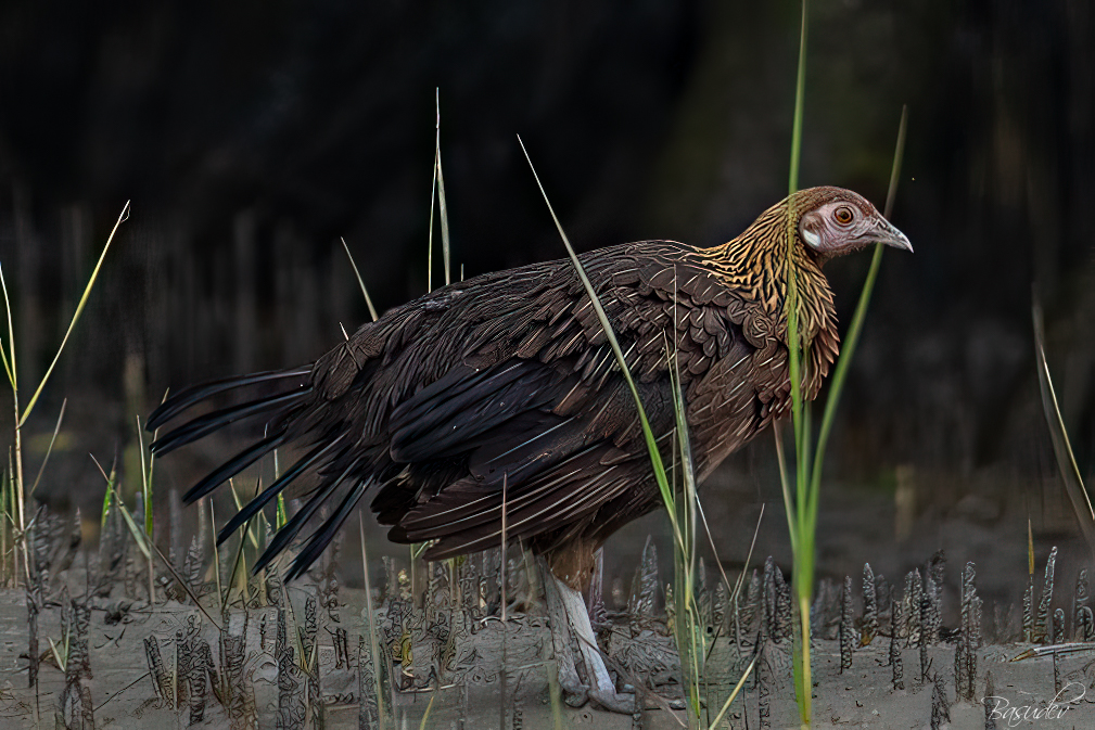Jungle fowl .............@ Sundarbans        
#IndiAves #BBCWildlifePOTD #ThePhotoHour #natgeoindia #wildlifephotography #SonyAlpha #BirdsSeenIn2025