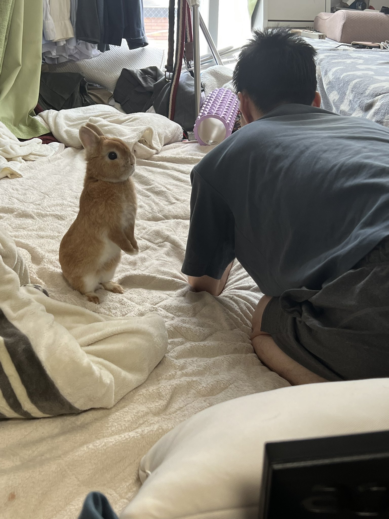 うさぎボーイ ポピー(ウサギ) モニ(飼い主) on X: