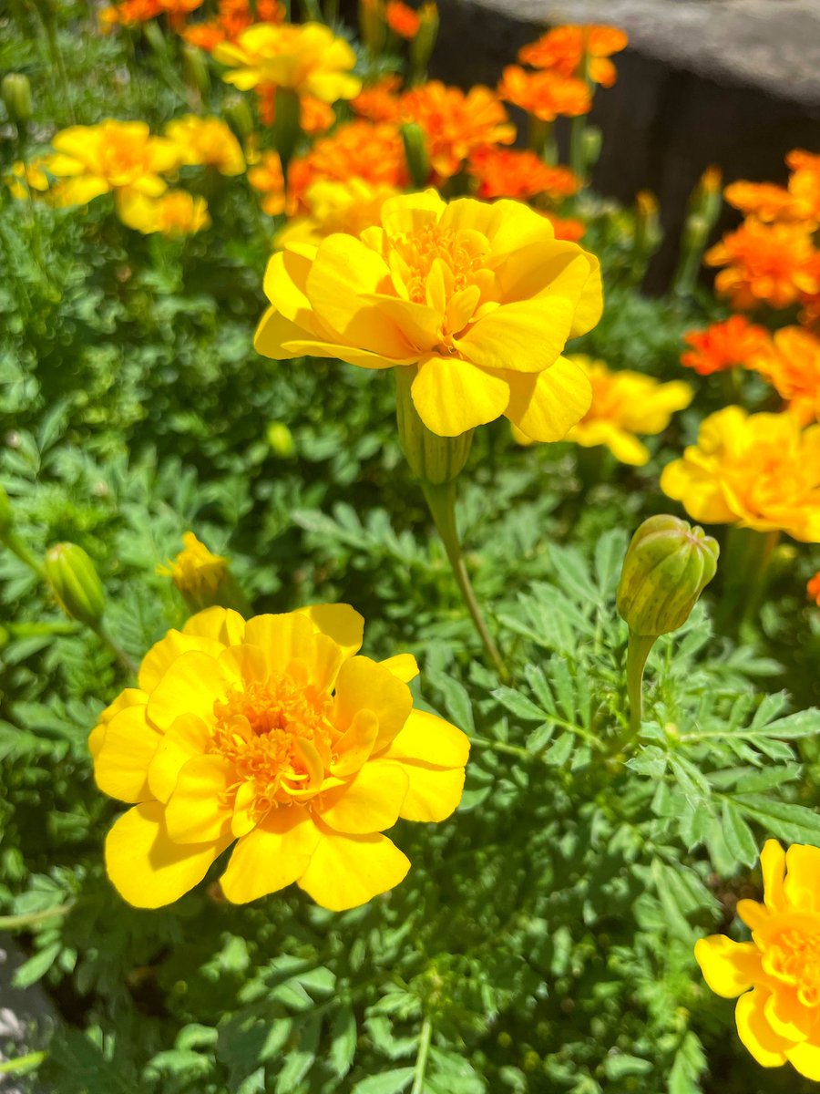kinniku5557's tweet image. マリーゴールド🌼
太陽の花と呼ばれ、健康・可憐な愛情・生命の輝きの裏に“悲しみ”や“嫉妬”の花言葉を持つ
#伊織の花言葉