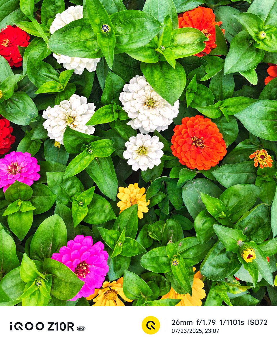 Turning petals into palettes, one shot at a time! #ShotOniQOOZ10R