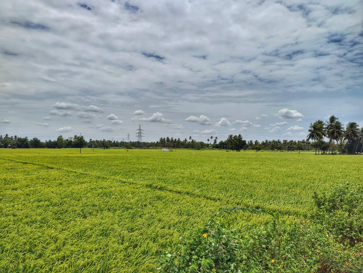 UpdatesTanjore's tweet image. The green paddy fields in Thirukkattupalli, #Thanjavur Dt 💚✨

#Delta #Paddyfields #Agriculture 🌾