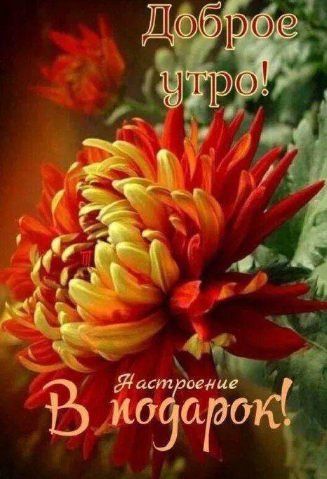 Надежда Рязанова (@16razanova) on Twitter photo 
