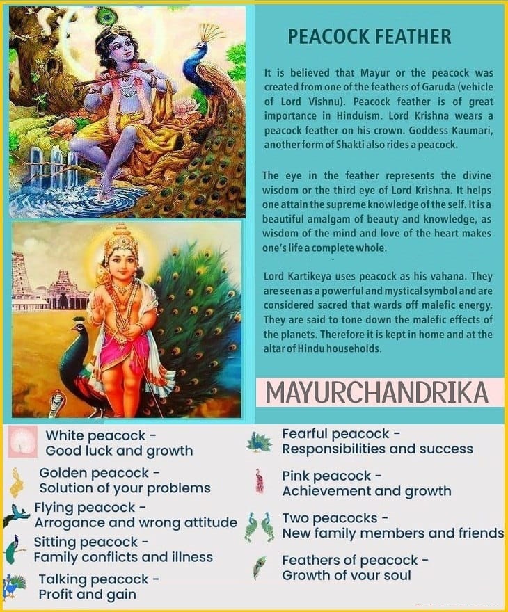 The Sacred Secrets of the Peacock Feather– Symbol of Divine Wisdom, Protection &amp; Prosperity.
Why does Lord Krishna wear a peacock feather on His crown?
Why is the Mayur the vehicle of Gods?
🧵#Thread Let’s dive into the mystical power of Mayurchandrika.
