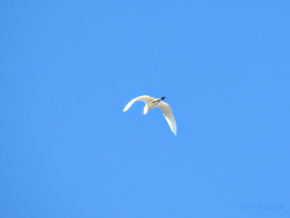 yumeasutw's tweet photo. 真っ青な快晴の朝空を
颯爽と飛び行く #ダイサギ さん🤍
#大鷺 #Great_Egret #白鷺
#野鳥 #bird #近所鳥
#鳥が好き
#鳥が好きな人と繋がりたい
#青空
#a2025 #a0729 #a202507 #a2025075 https://t.co/P5hpIjzi3s