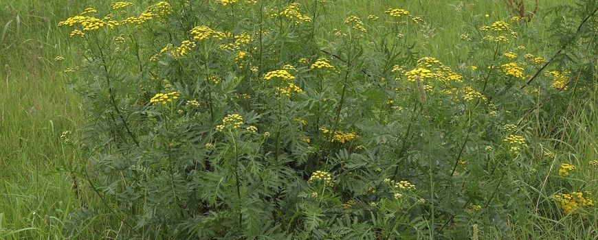 Natuurjournaal 29 juli 2025: Dubbelganger-dinsdag: twee kruiden, beide geel en giftig. dlvr.it/TM9Qk5