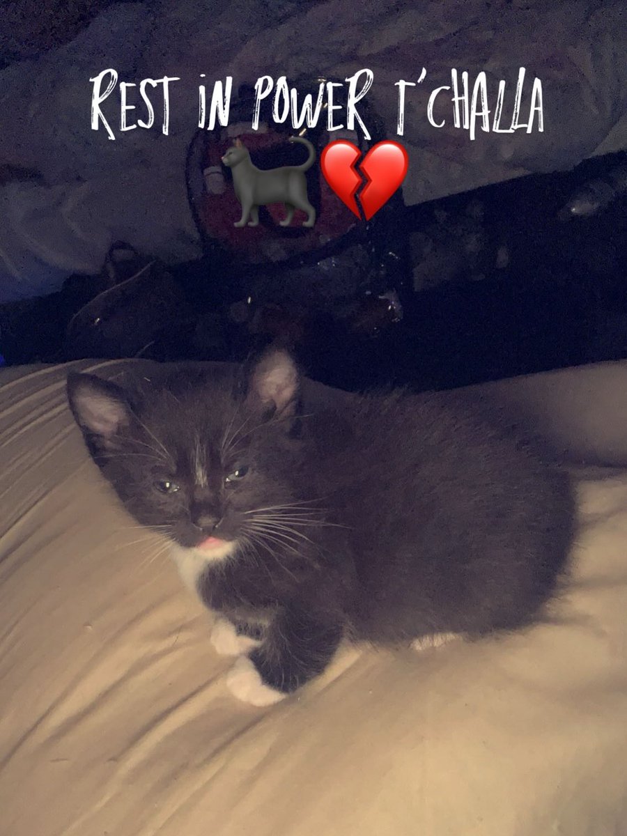 👑Simba👑 tweet media