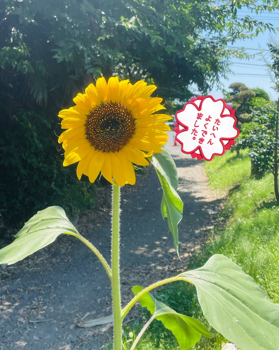 chiyocooooo73's tweet image. 採血頑張った帰り道にひまわり〜ひまわり〜🌻
