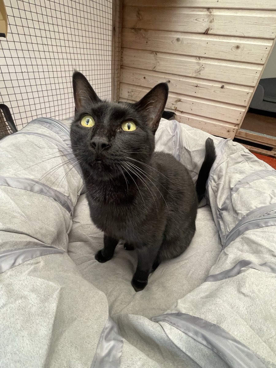 RolfatWarwick's tweet image. Rolf report 29 July: This is a new thingy that the Calcuttians have inserted into my chalet. It seems to be a circular tube that I’m supposed to get inside of and run around in. I think I’ll just sit on it for a while first. Rolf x