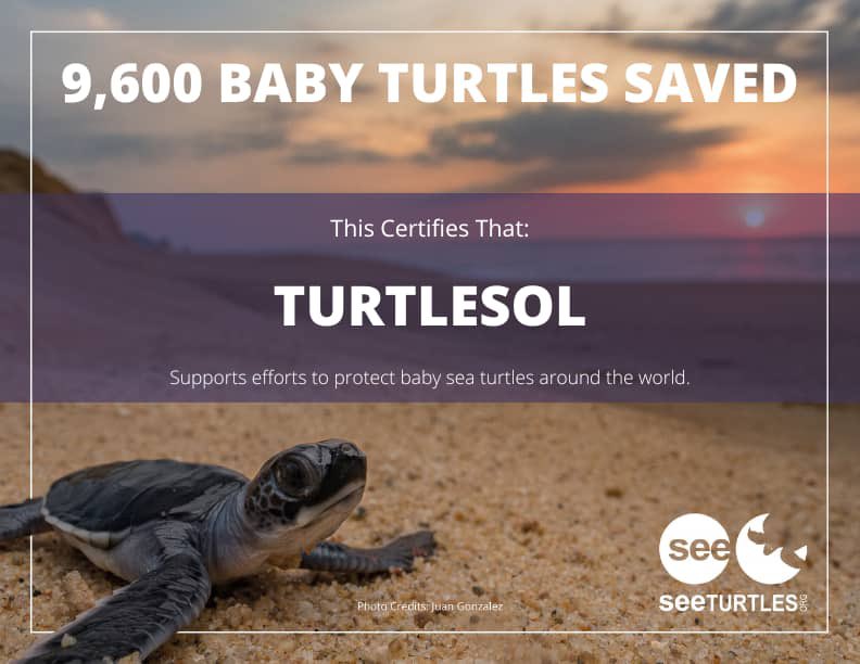 Turtlesol (@turtlesolana) on Twitter photo Thanks to the 78% mints so far we have been able to save 9600 baby turtles through donations to <a href="/SEEturtles/">SEE Turtles</a>
There are only 191 turtles left to be minted
Save turtles today Thanks to the 78% mints so far we have been able to save 9600 baby turtles through donations to <a href="/SEEturtles/">SEE Turtles</a>
There are only 191 turtles left to be minted
Save turtles today