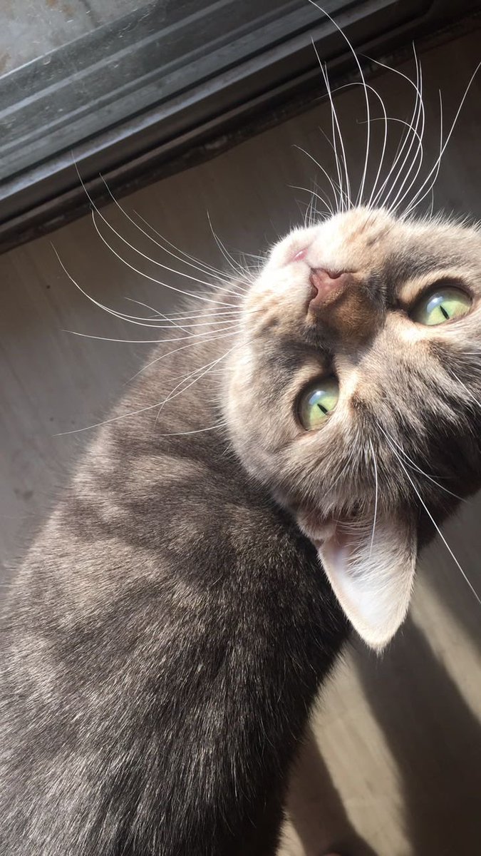 SC0RPHYUN's tweet image. I have the most gorgeous cat actually