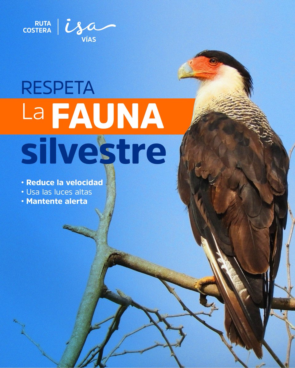 🦋 Cada animal que vive en nuestra ruta costera merece respeto y protección 🌱 Cuando viajes, recuerda: velocidad controlada, luces altas y atención constante. La fauna silvestre también tiene derecho a vivir en paz 🐾 

#ProtegeLaFauna #RutaCostera #ConcienciaAmbiental