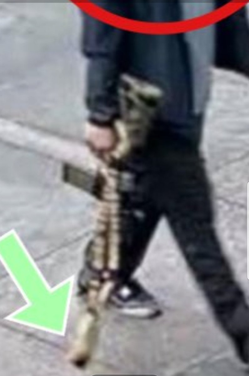 Here is a photo of the alleged suspect...