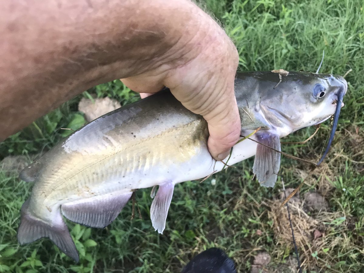 Caught dinner out of my pond.