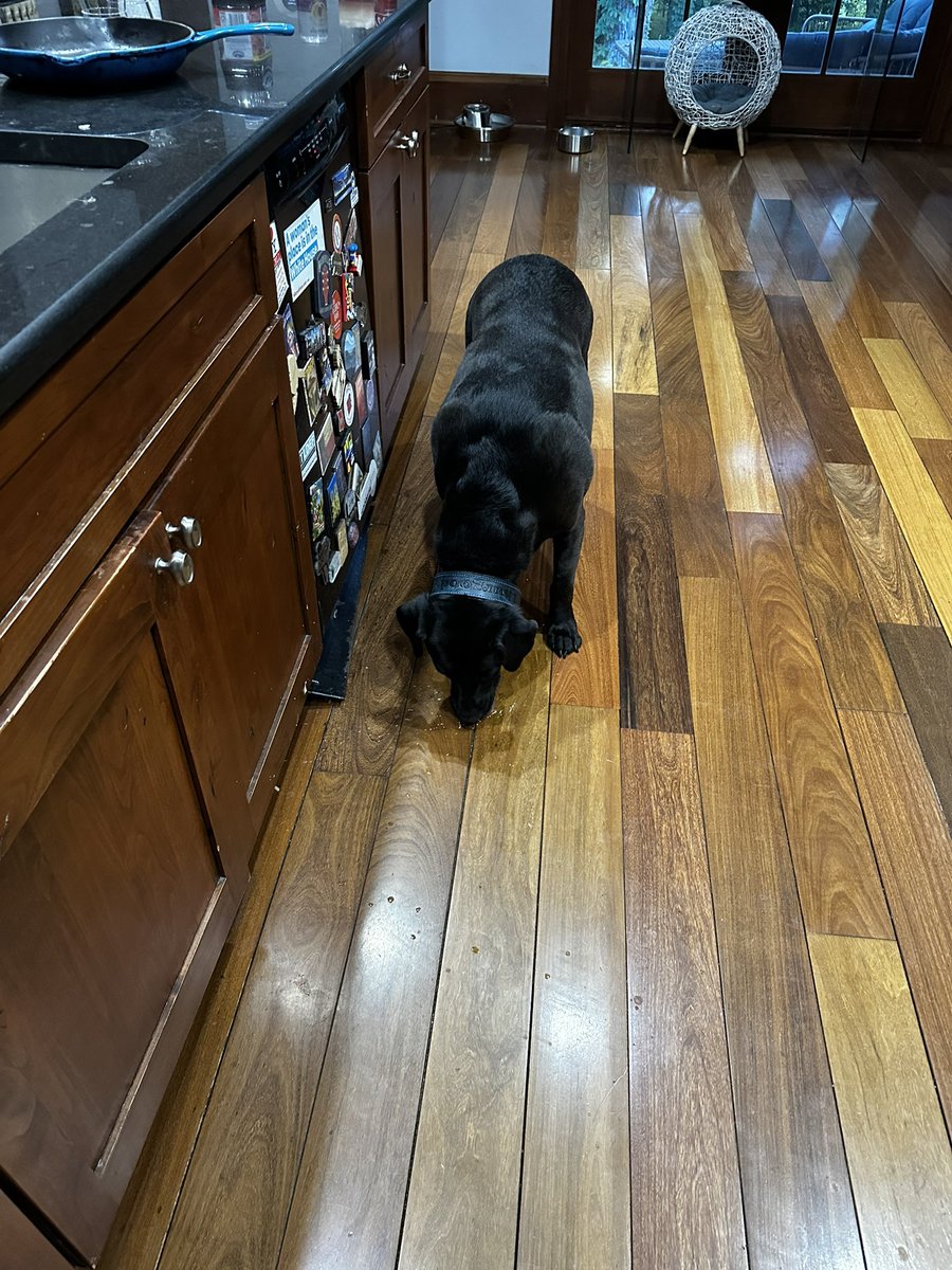 ezraiyoung's tweet image. Accidentally spilled cheese sauce tonight while making dinner. Thurgood dove on that grenade.