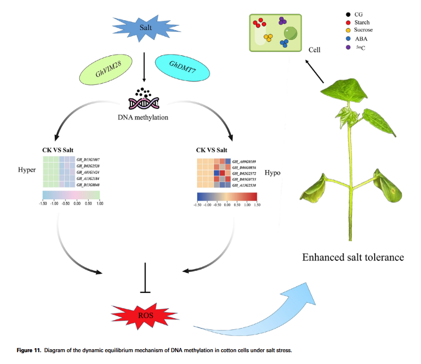Australian Cotton Science (@auscottonsci) on Twitter photo GhDMT7-mediated DNA methylation dynamics enhance starch and sucrose metabolism pathways to confer salt tolerance in cotton
doi.org/10.1111/tpj.70… GhDMT7-mediated DNA methylation dynamics enhance starch and sucrose metabolism pathways to confer salt tolerance in cotton
doi.org/10.1111/tpj.70…