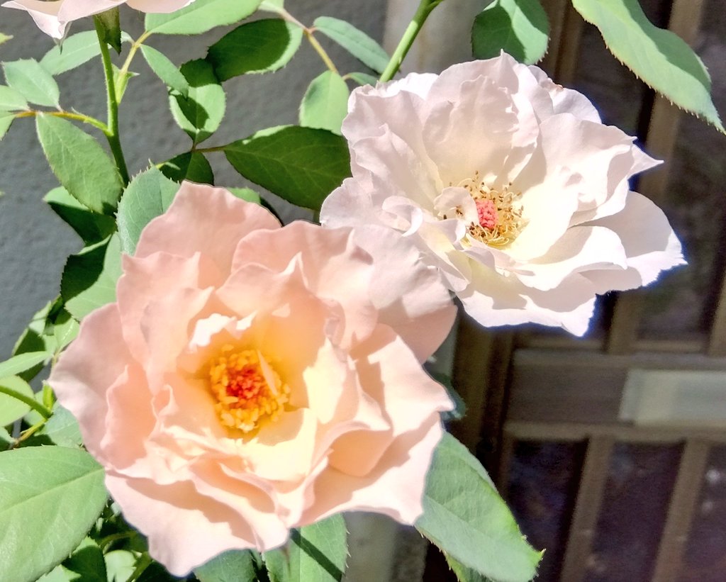 takiemom777's tweet image. いざ出陣なり！

   #TLを花でいっぱいにしよう